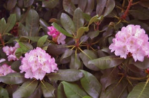 RHODODENDRON  OH MY GOSH SHOWING LUSH FOLIAGE