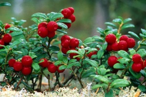 The lingonberry (Vaccinium vitis-idaea), above, is one of two plants that play a large role in the subsistence economy of boreal Alaska. The other is bog blueberry (Vaccinium uliginosum). Institute of Arctic Biology ecologist Christa Mulder and her research team are investigating whether the presence of the invasive legume sweetclover (Melilotus officinalis) can alter the production of fruits of lingonberry and blueberry.